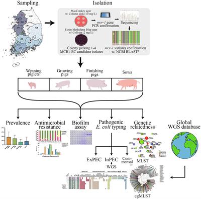 Prevalence, Characteristics, and Clonal Distribution of Escherichia coli Carrying Mobilized Colistin Resistance Gene mcr-1.1 in Swine Farms and Their Differences According to Swine Production Stages